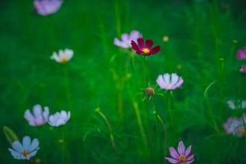 _DSC1807-编辑