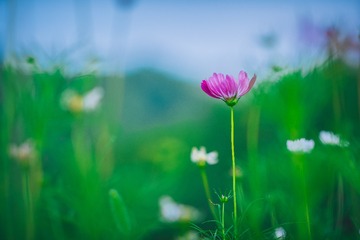 _DSC1826-编辑