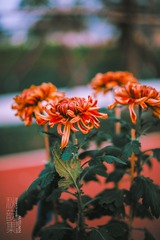 _TJX5649-编辑