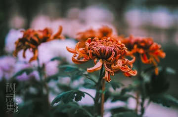 _TJX5651-编辑