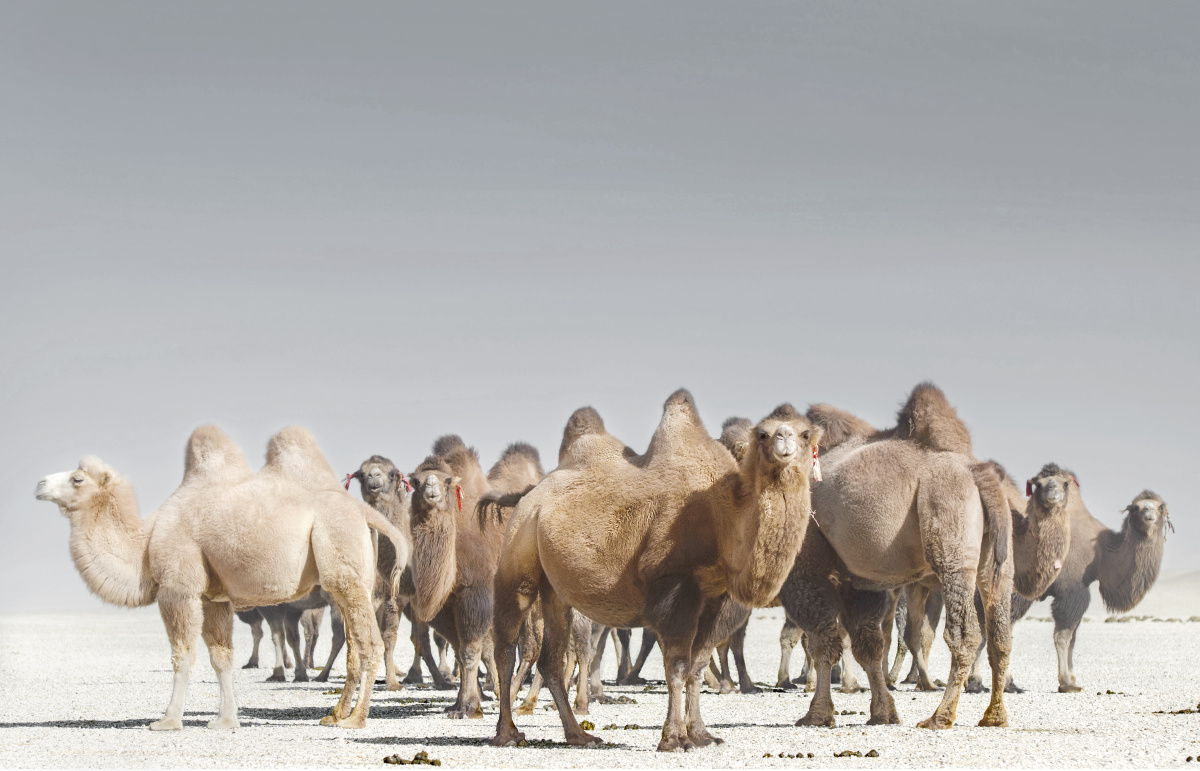 声声驼铃入耳   阵阵风沙在目