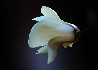 161138