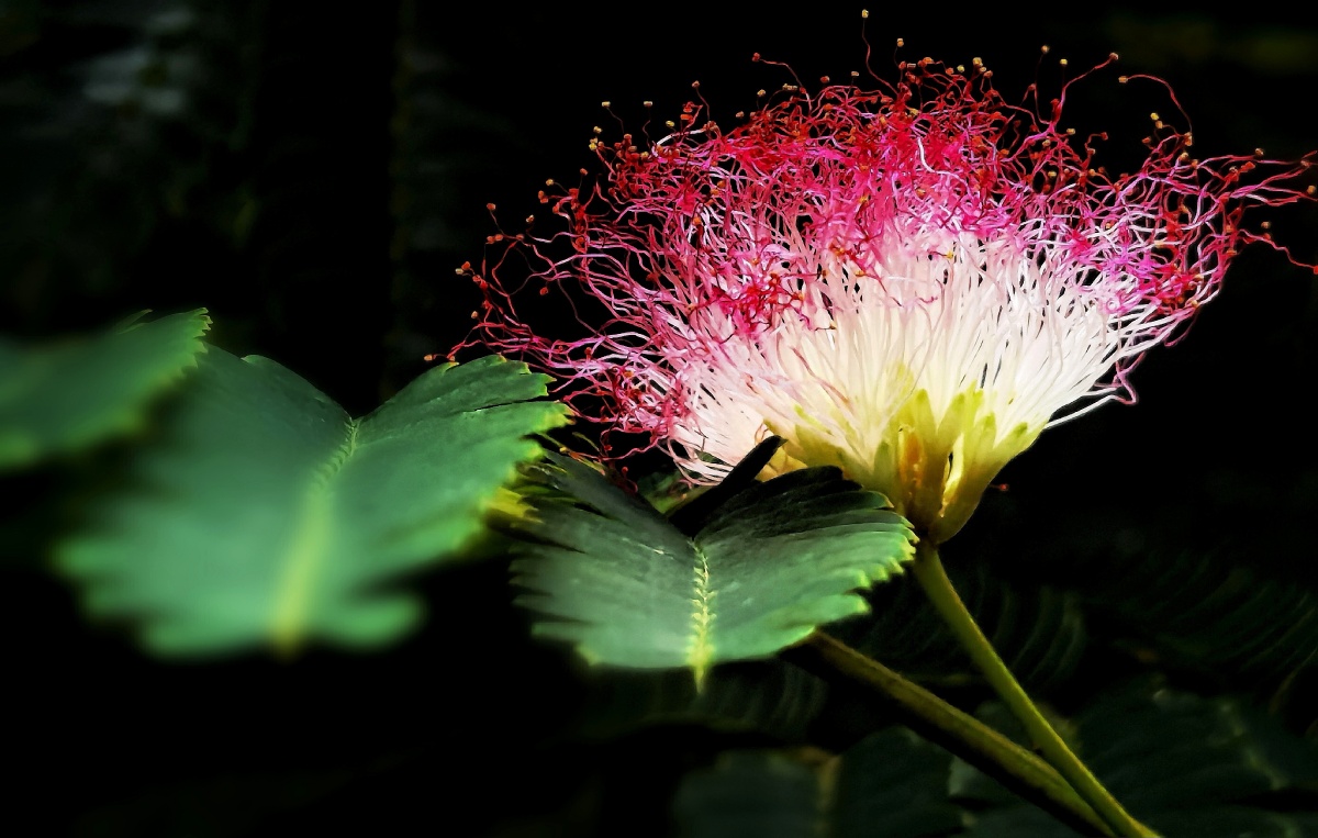 合欢花合欢花为豆科合欢属植物别名夜合欢合欢的小叶一到夜晚就闭合到
