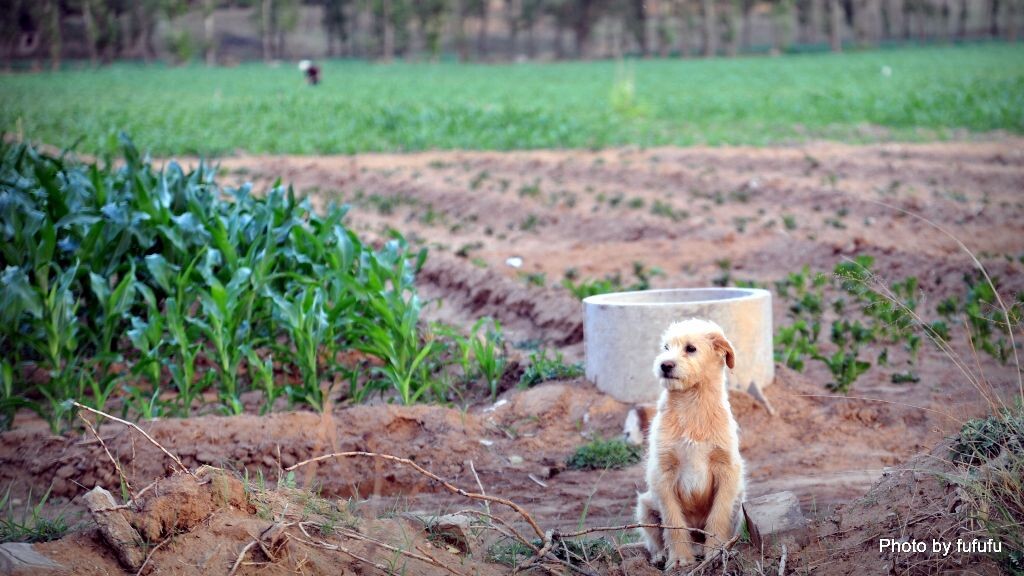 萌犬公<br />
老实发呆萌犬公