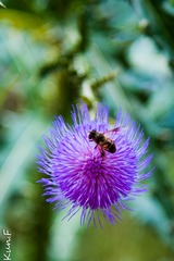 DSC_0079.jpg