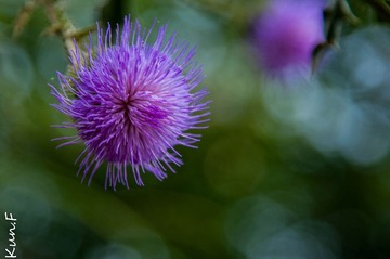 DSC_0085.jpg