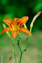 DSC_0151.jpg