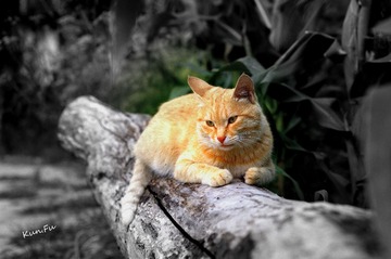 DSC_0318.jpg