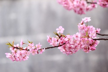 8CF06798-80F3-4DDE-B526-113424DCCF9C/L0/001