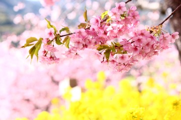 BB4F9B87-0862-44FC-8BD3-D5D85C57C109/L0/001