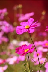 80C38D45-1B5F-4866-A6CA-47C9C7C9C238/L0/001