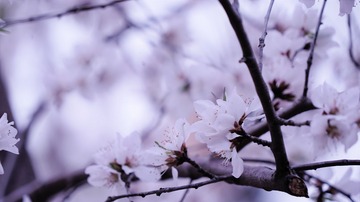 -白花-