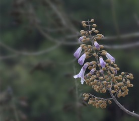 春华秋实01