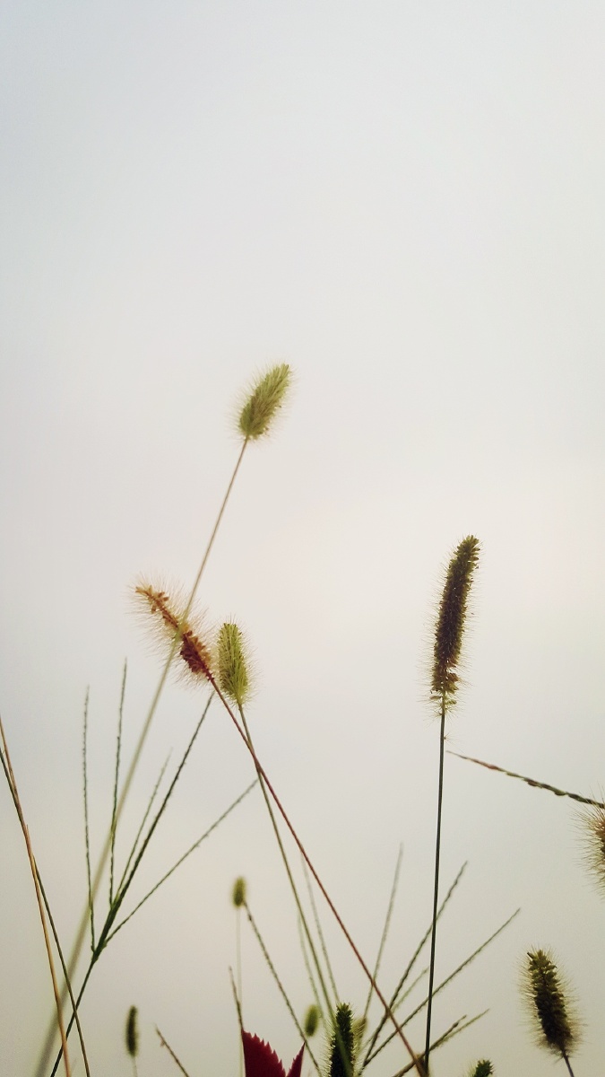 汪汪狗草的天空