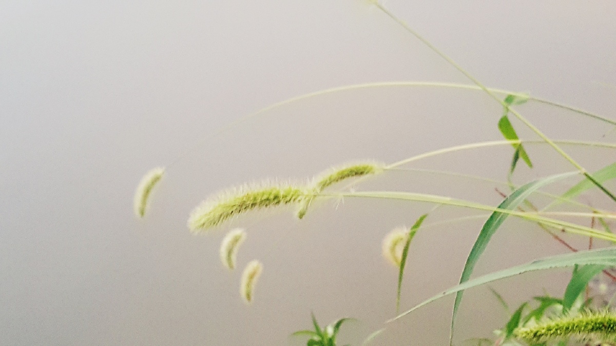 汪汪狗草的天空