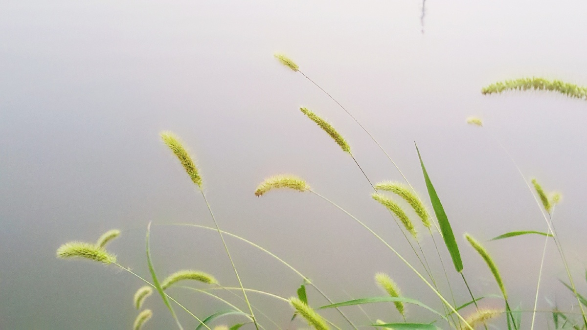 汪汪狗草的天空