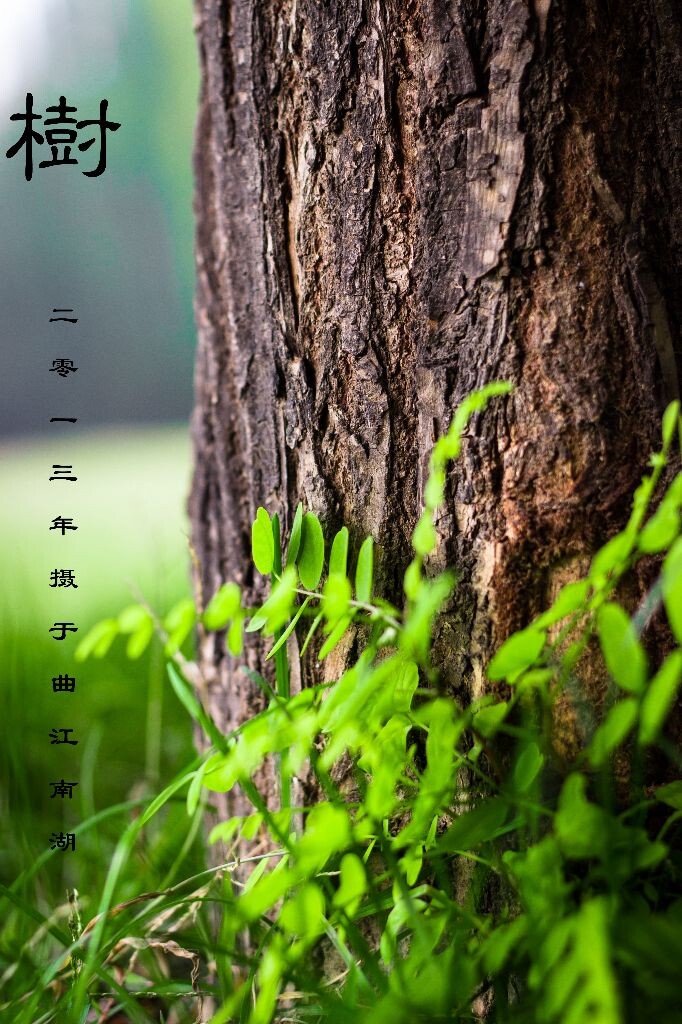 树