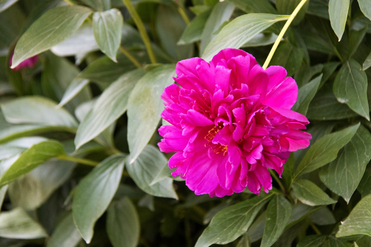 紫芍药 - 黄浦劳技陆老师 - 图虫