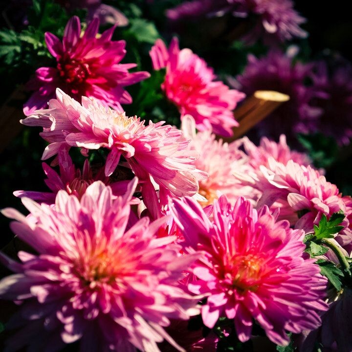 菊花丛<br />
