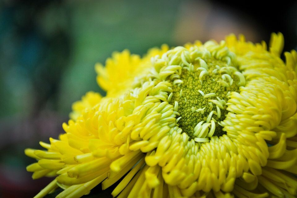 菊花<br />

