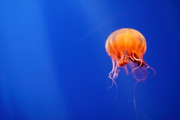 深海水母