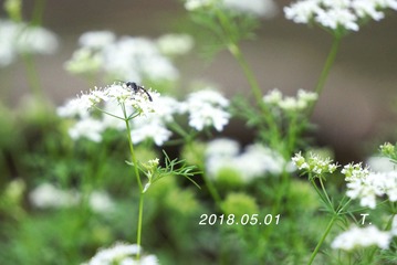 1313750