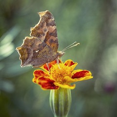 _IGP4601