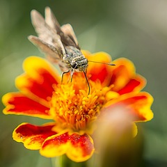 _IGP4641