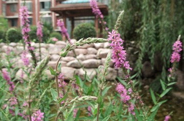 IMGP0787.jpg