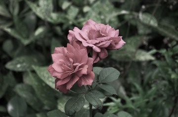 IMGP0799.jpg