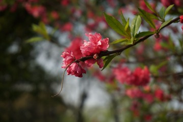 DSC00595.JPG