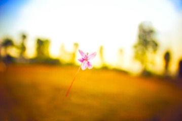 “DSC_0084”为智能对象-1
