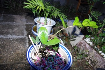 IMGP0308.JPG