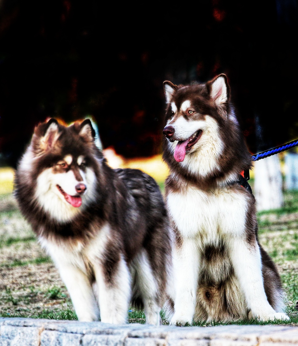 在草坪上的两条狗不知要去哪里,一条狗对另一条狗说去那边