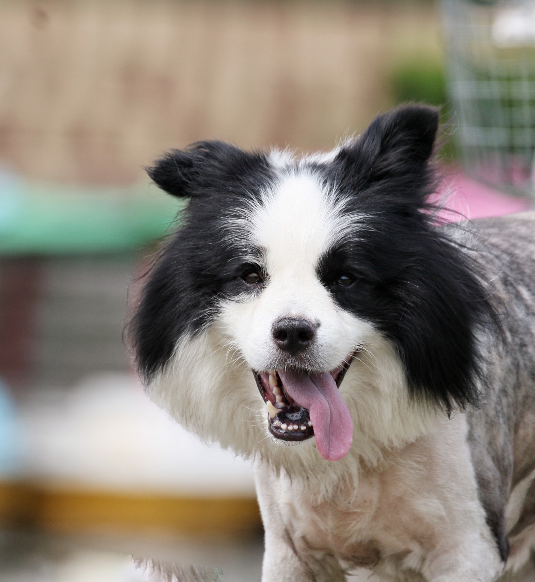 傍晚时分,看见这只狗在公园溜达,很可爱