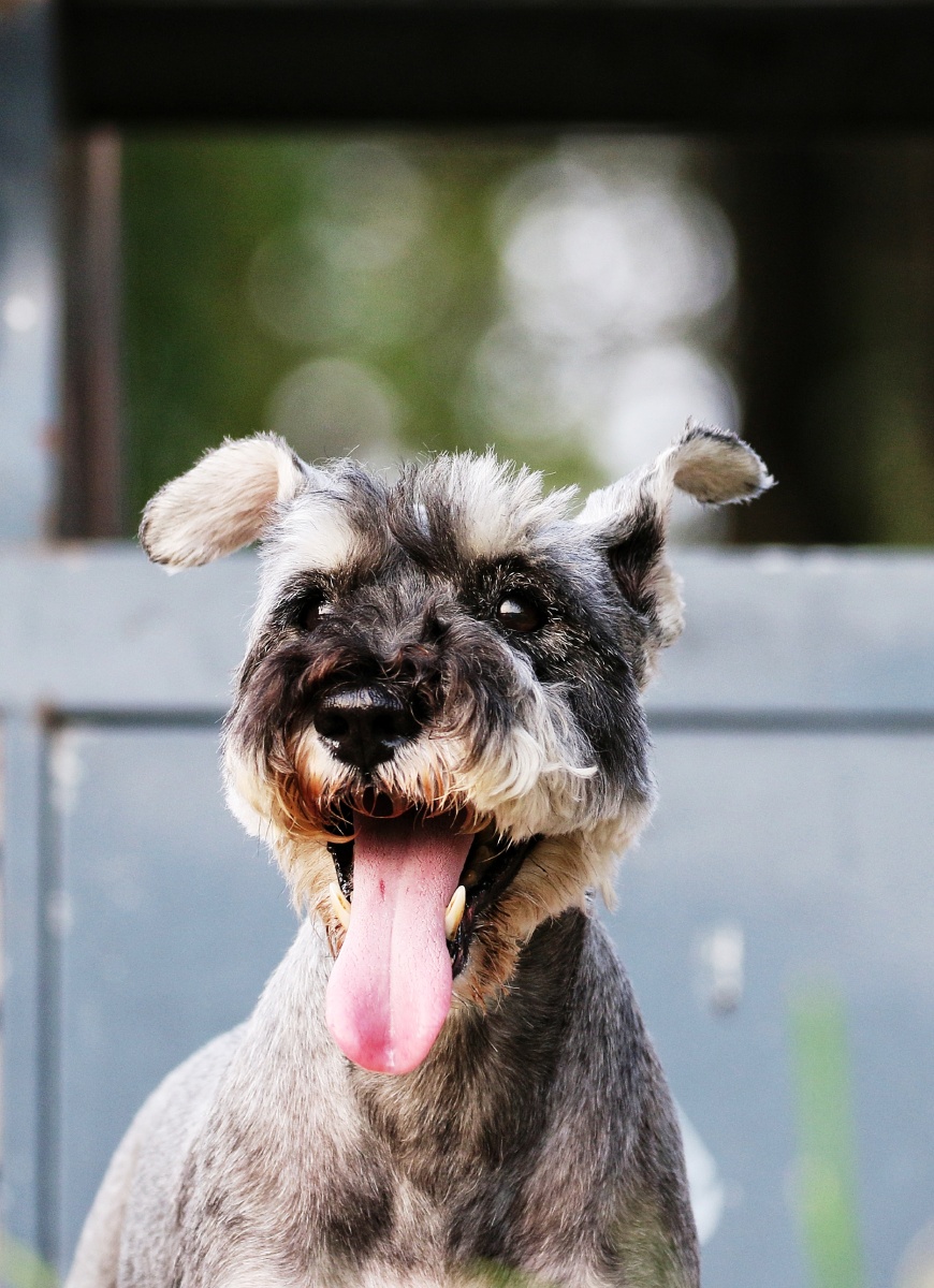 来到公园看到这只狗在东张西望,对着这个小狗拍了这张照片