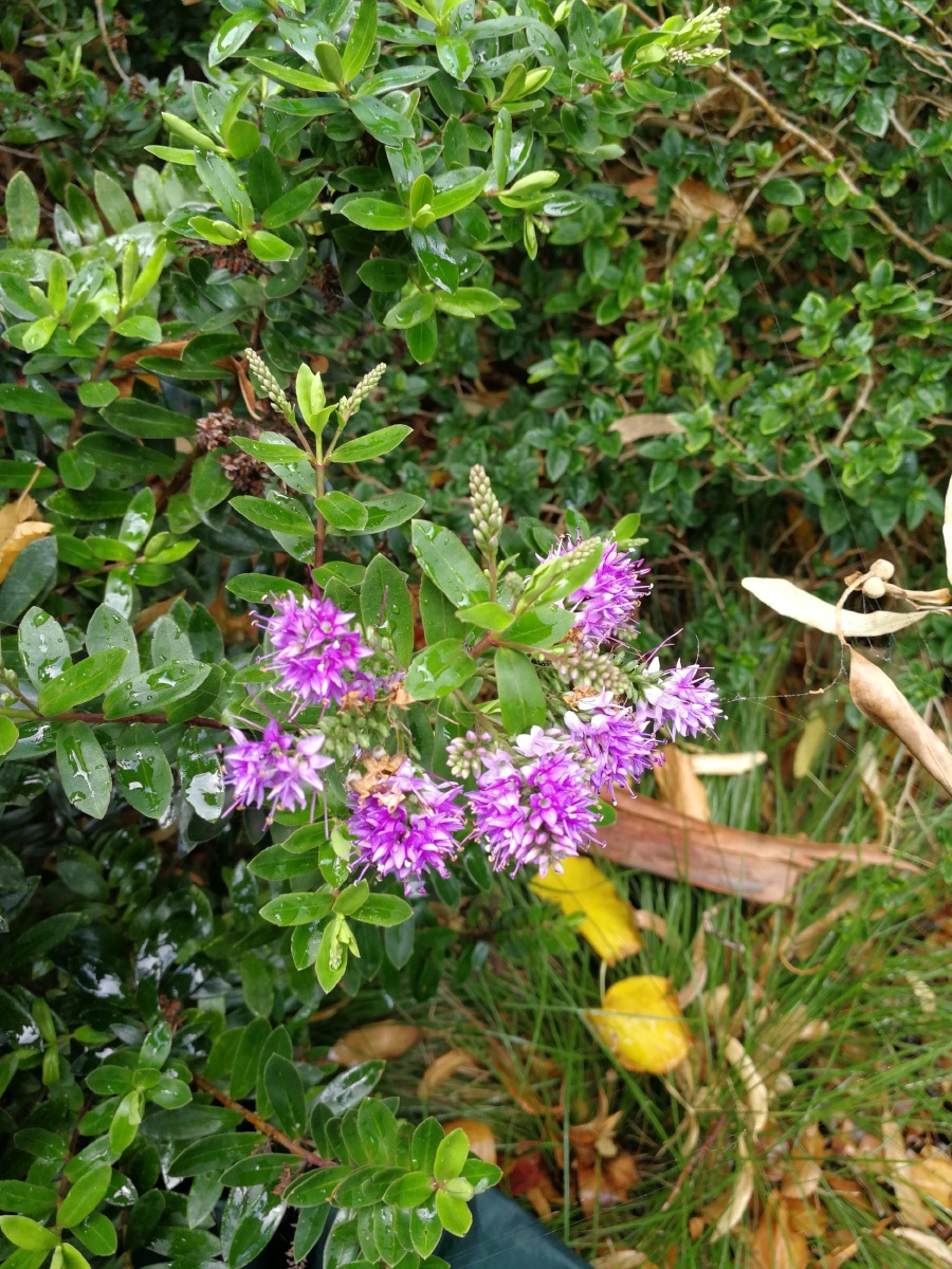 南半球的奇花异树