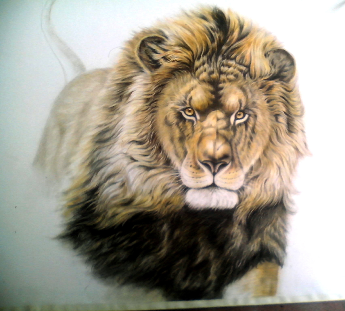 手绘狮子