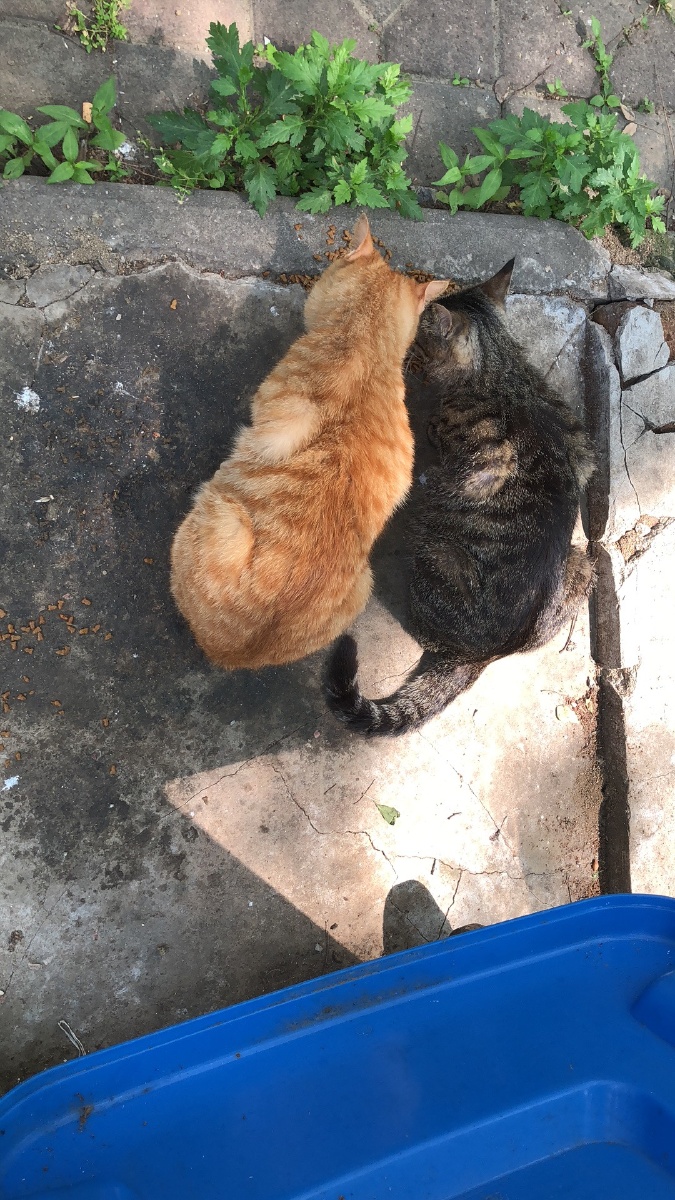 十个橘猫有九个胖