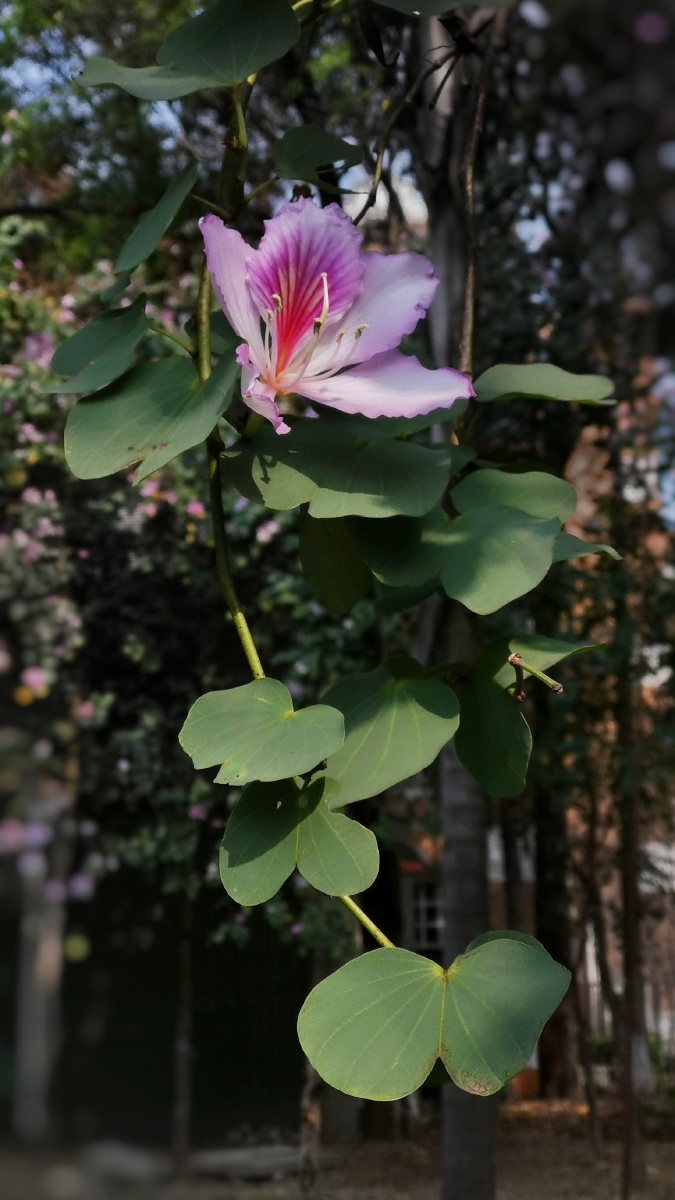 宫粉羊蹄甲 - 天外飞仙2018 - 图虫