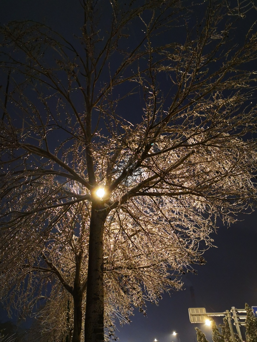 路灯下的树