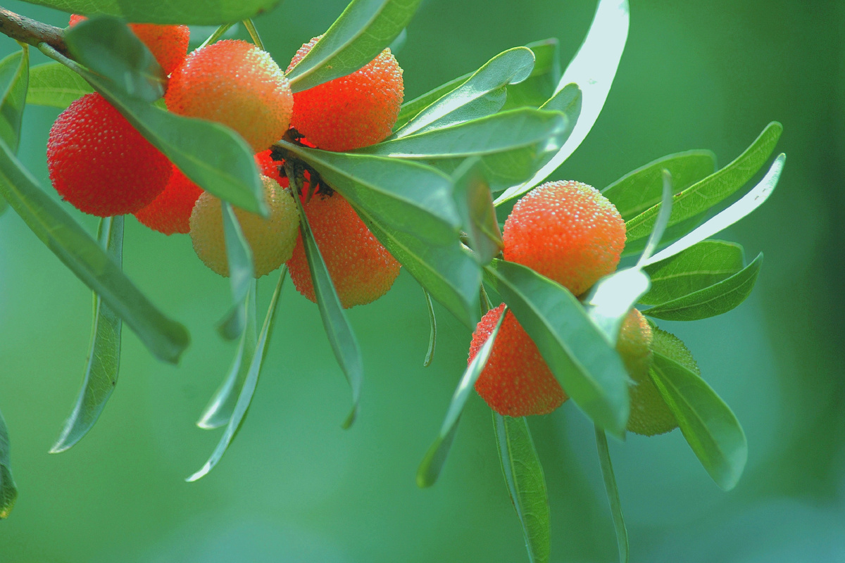 杨梅色彩尼康植物生态夏天小品 80 打开微信,使用"扫一扫"即可将网页