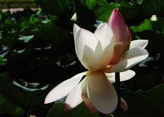 IMG_6070a