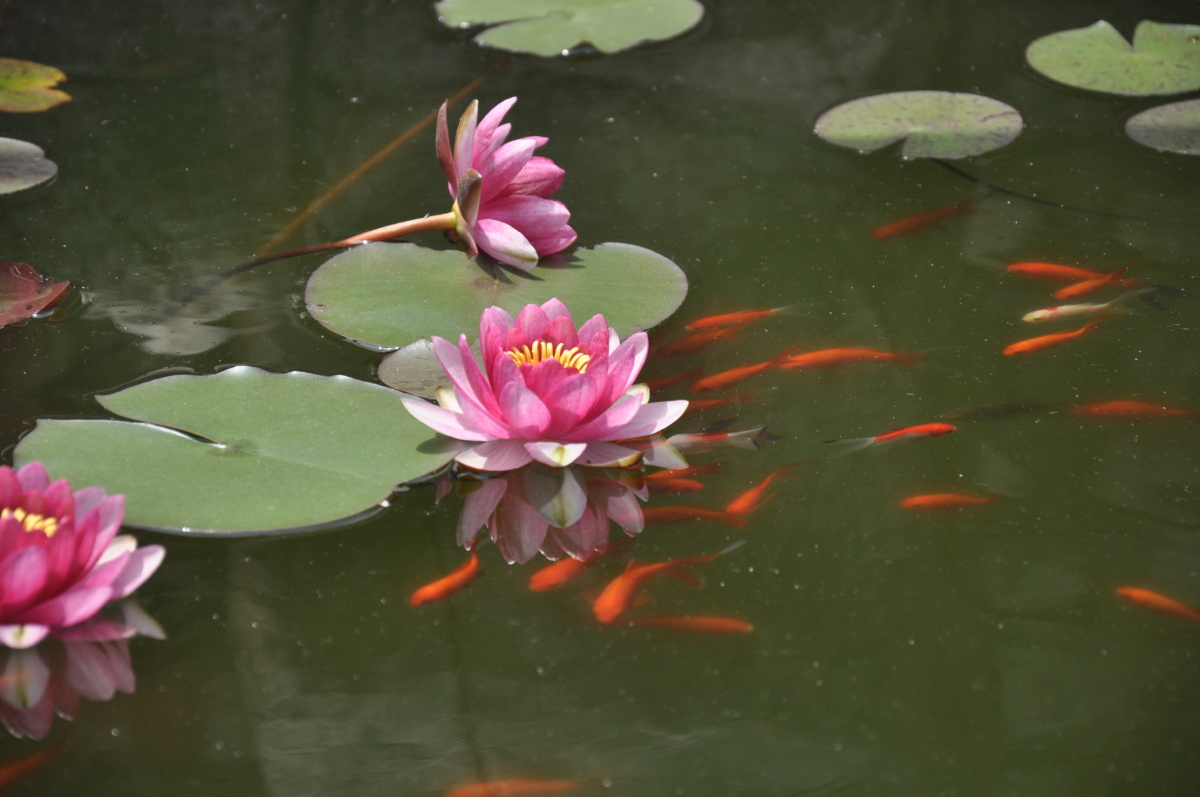 愿生西方净土中· br /> 九品莲花为父母· br /> 花开见佛悟无生· 