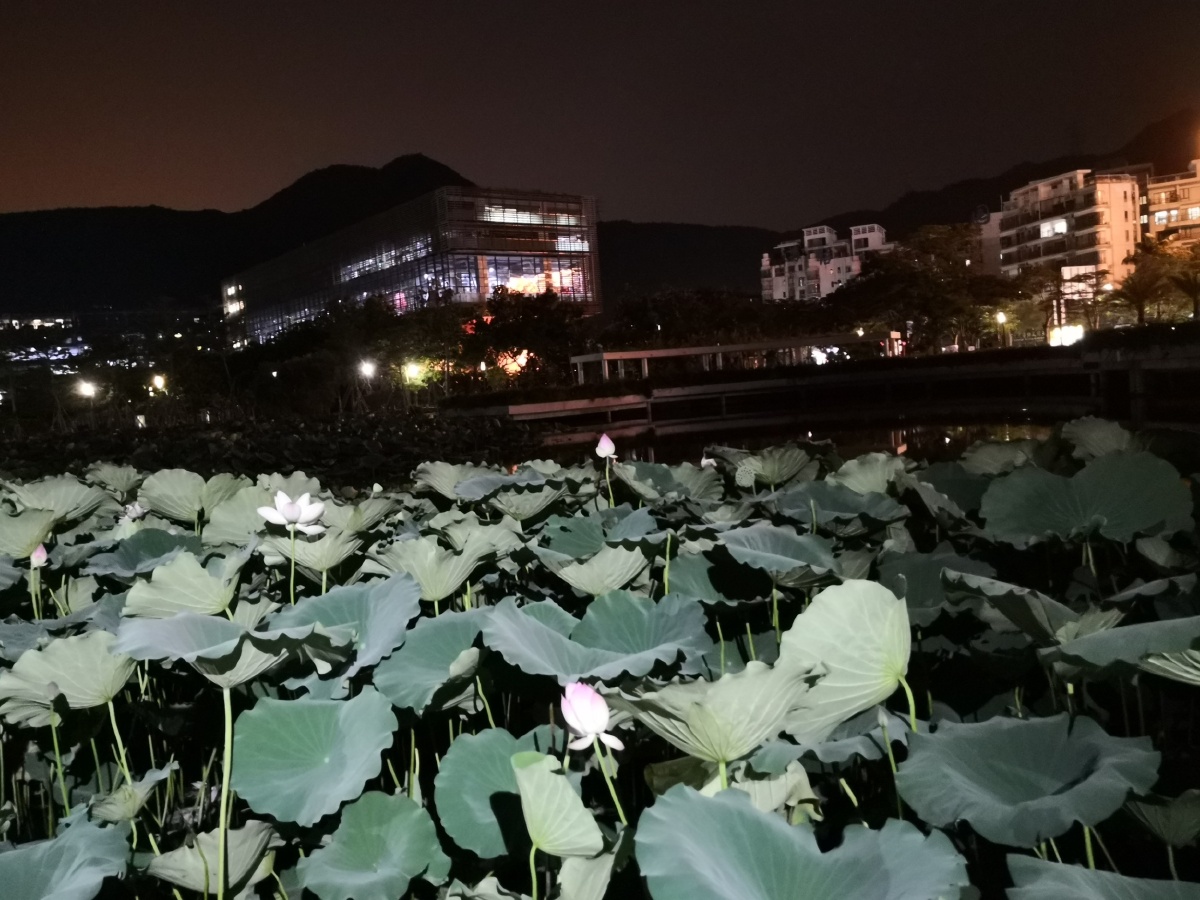 大梅沙之夜
