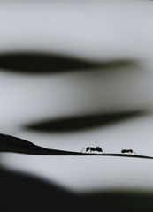 DSC_0036副3