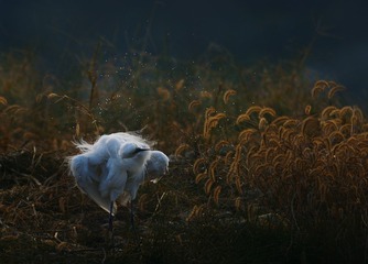 DSC_6692g6
