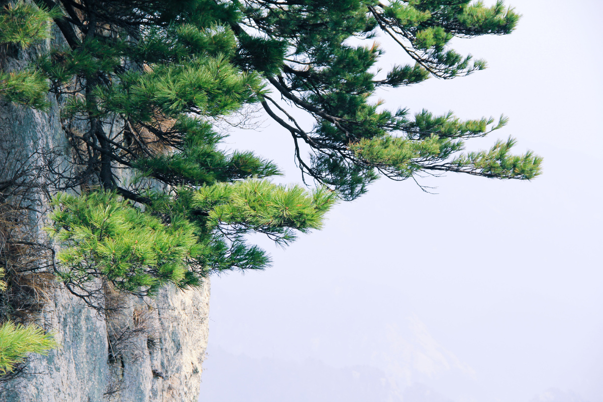 水墨山水尧山青松