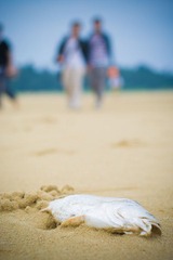 搁浅
