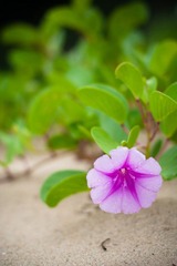 沙漠之花